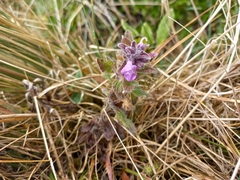 Stachys elliptica