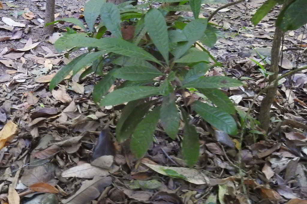 Erythrochiton gymnanthus; photograph (c) Laurel Meredyk, some rights reserved (CC BY)