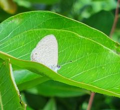 Pseudonacaduba sichela sichela