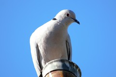 Streptopelia decaocto