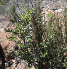 Melichrus urceolatus