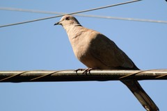 Streptopelia decaocto