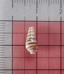 Pyramidella dolabrata