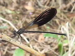 Polythoridae