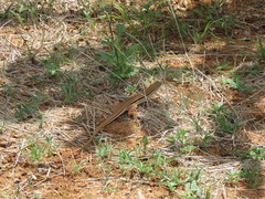 Latastia longicaudata