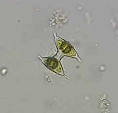 Staurodesmus cuspidatus