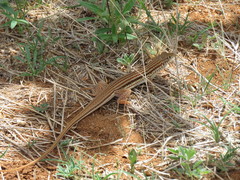 Latastia longicaudata