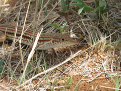 Latastia longicaudata