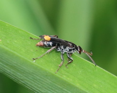 Calopompilus raptor