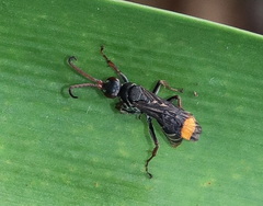 Calopompilus raptor