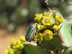 Camponotus flavomarginatus