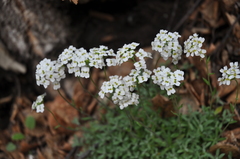 Schivereckia podolica