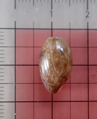 Bulla vernicosa