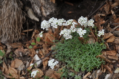 Schivereckia podolica