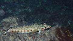 Parapercis clathrata