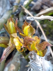 Mormodes