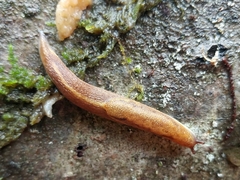 Prophysaon foliolatum