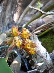 Mormodes