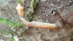 Prophysaon foliolatum