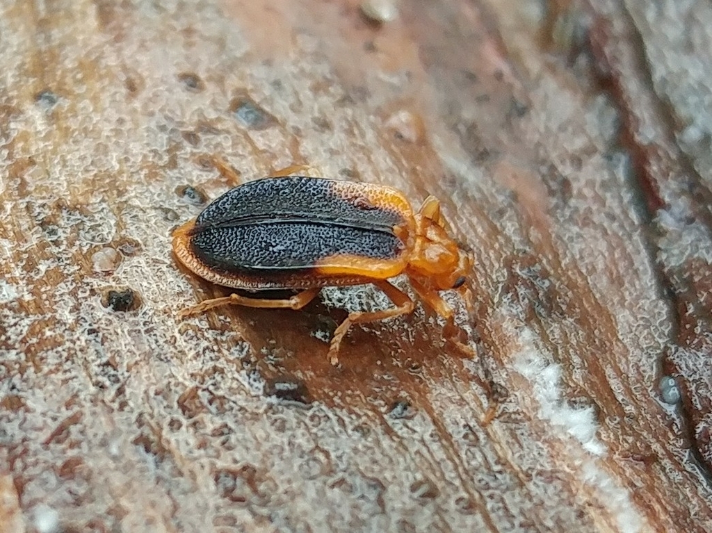 Ischalia vancouverensis