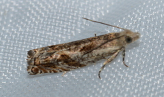 Epinotia solicitana