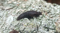 Prophysaon dubium