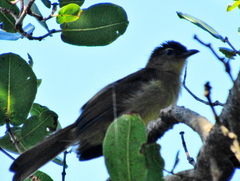 Chlorocichla flaviventris flaviventris
