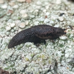 Prophysaon dubium