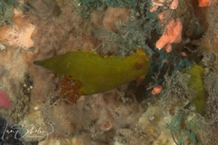 Tambja dracomus