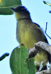 Chlorocichla flaviventris flaviventris