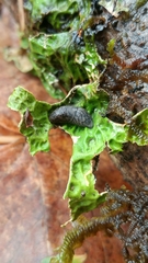 Prophysaon dubium