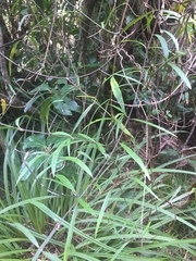 Parsonsia capsularis