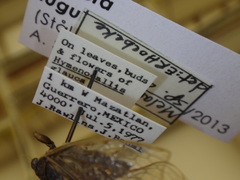 Herrera lugubrina