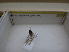Herrera lugubrina