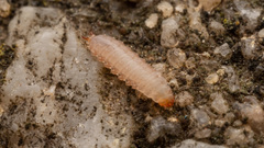 Insecta