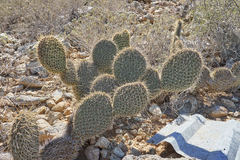 Opuntia pycnantha