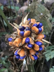 Goeppertia inocephala