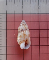 Nassarius gaudiosus