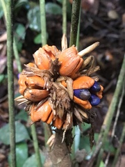 Goeppertia inocephala