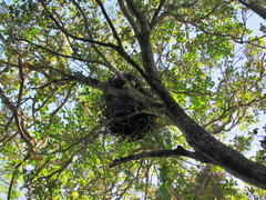 Milvus migrans parasitus