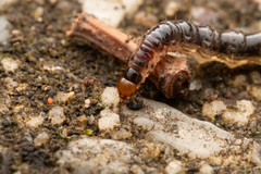 Insecta
