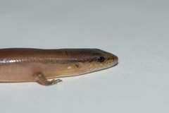 Scincella assata