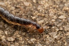 Insecta