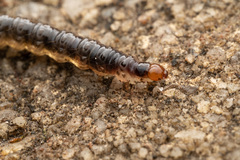 Insecta