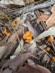 Cantharellus concinnus