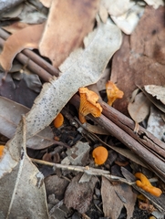 Cantharellus concinnus