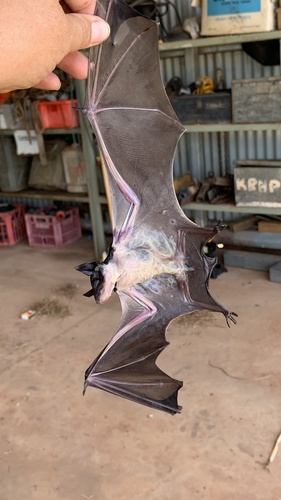 Yellow-bellied Pouched Bat