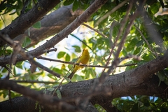 Cardellina pusilla