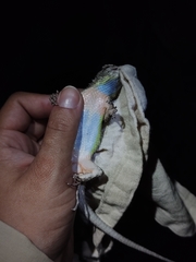 Sceloporus melanorhinus