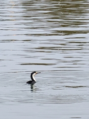 Phalacrocorax varius